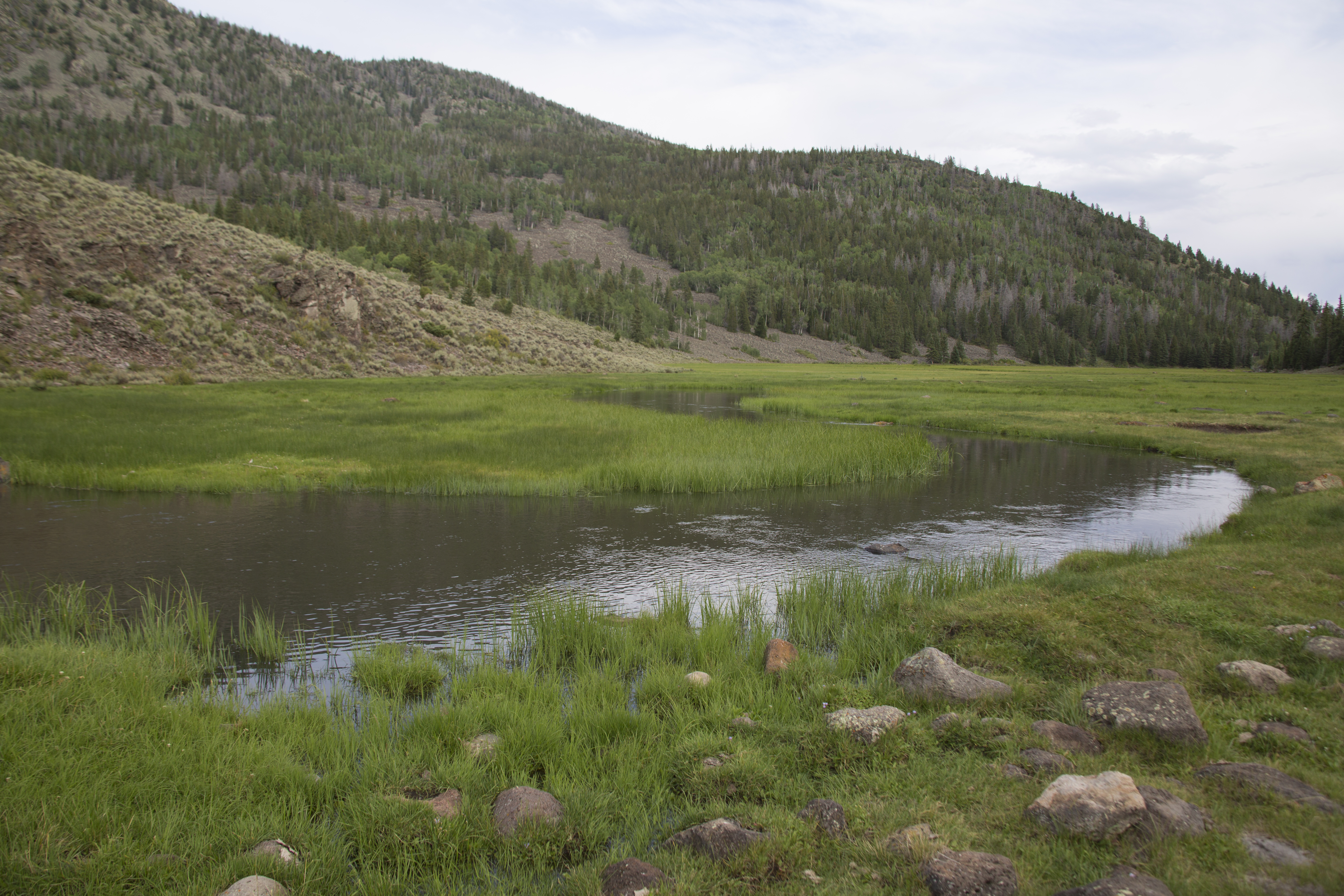 Subalpine riparian meadow along the Fremont River in Fishlake National Forest, showing green grasses and scattered conifers at high elevation