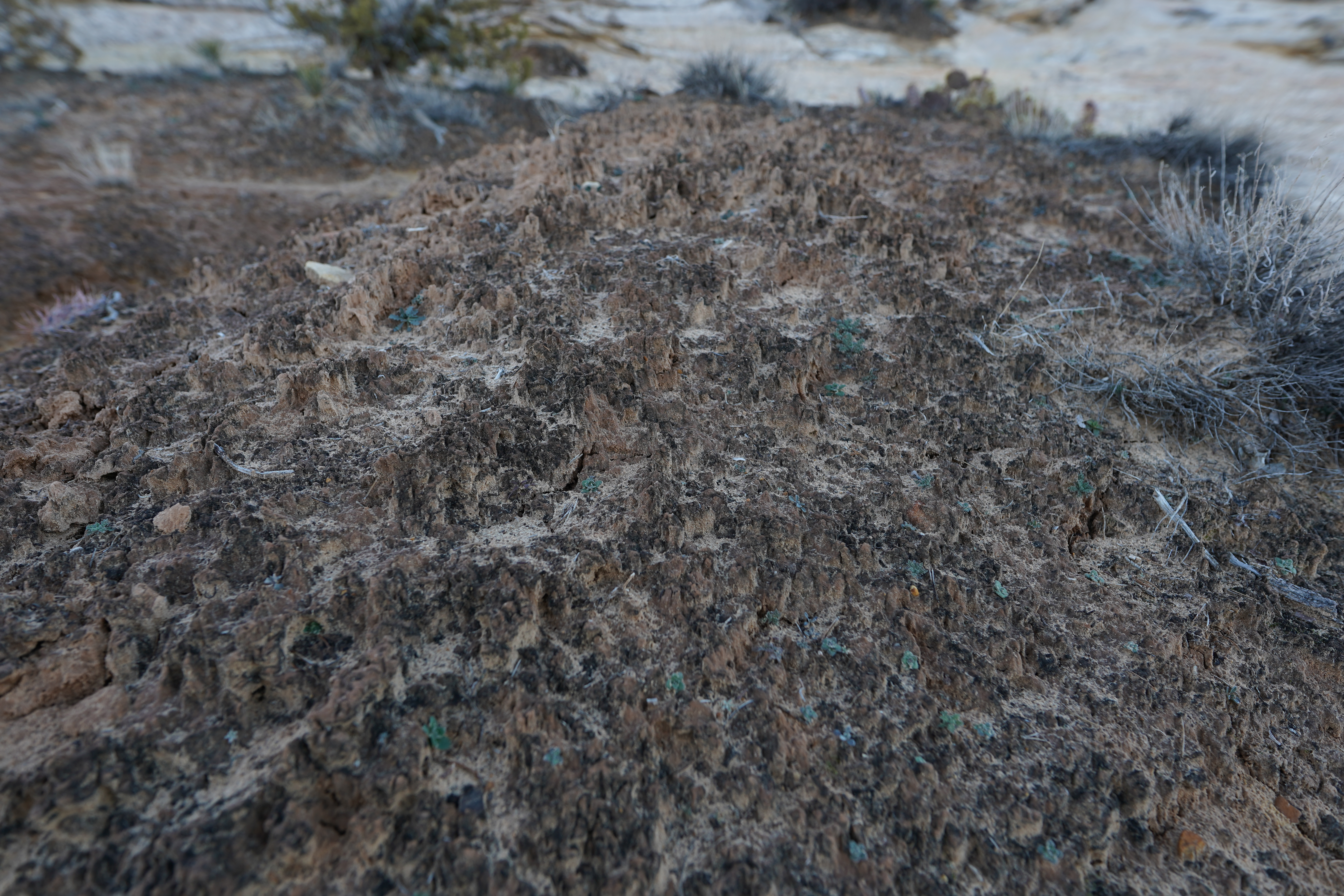 Close-up of biological soil crust on desert soil, showing dark lumpy cyanobacteria and lichen colonies