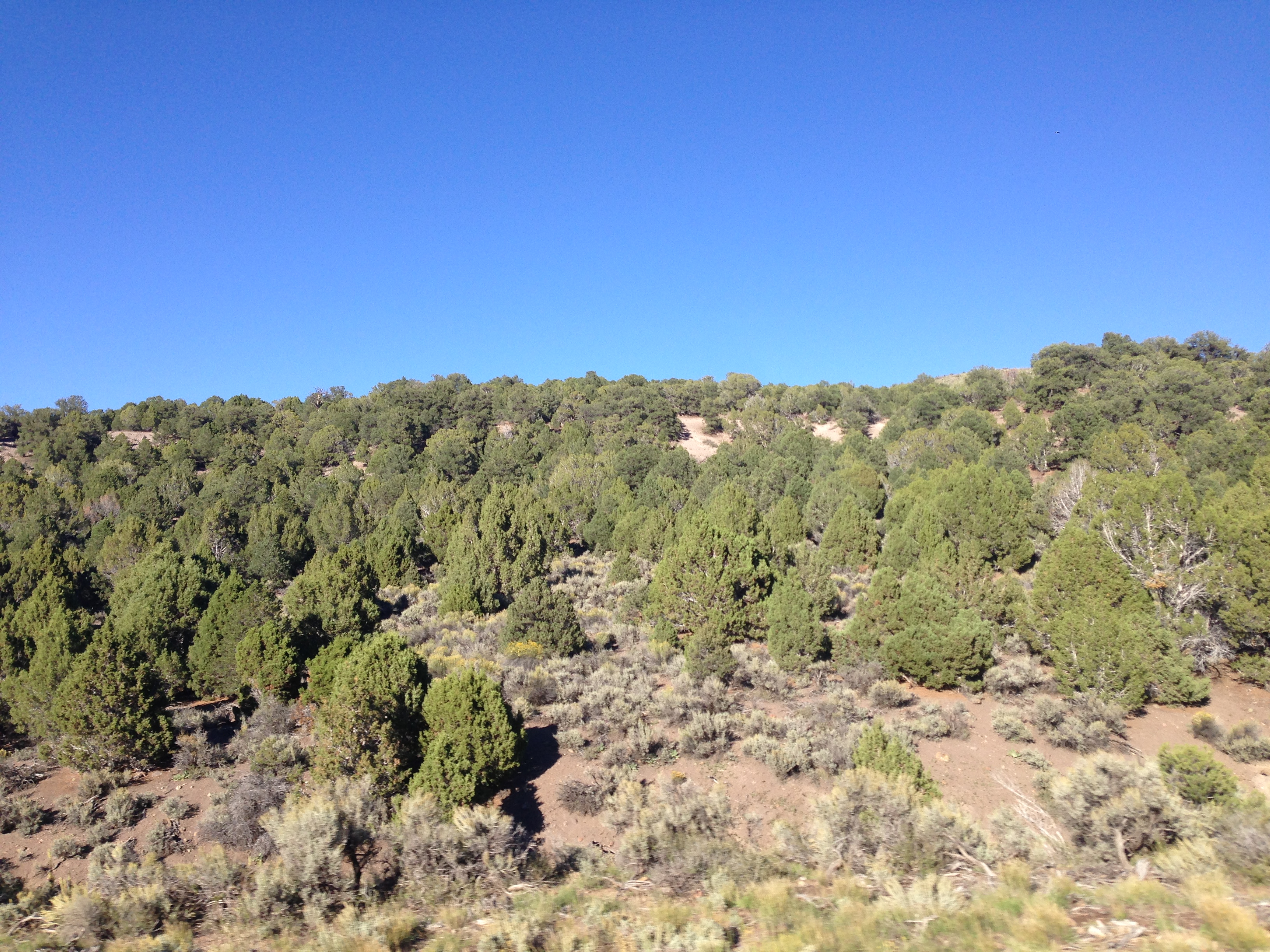 Pinyon-juniper woodland along Utah State Route 24, showing mixed trees on rocky terrain under blue sky