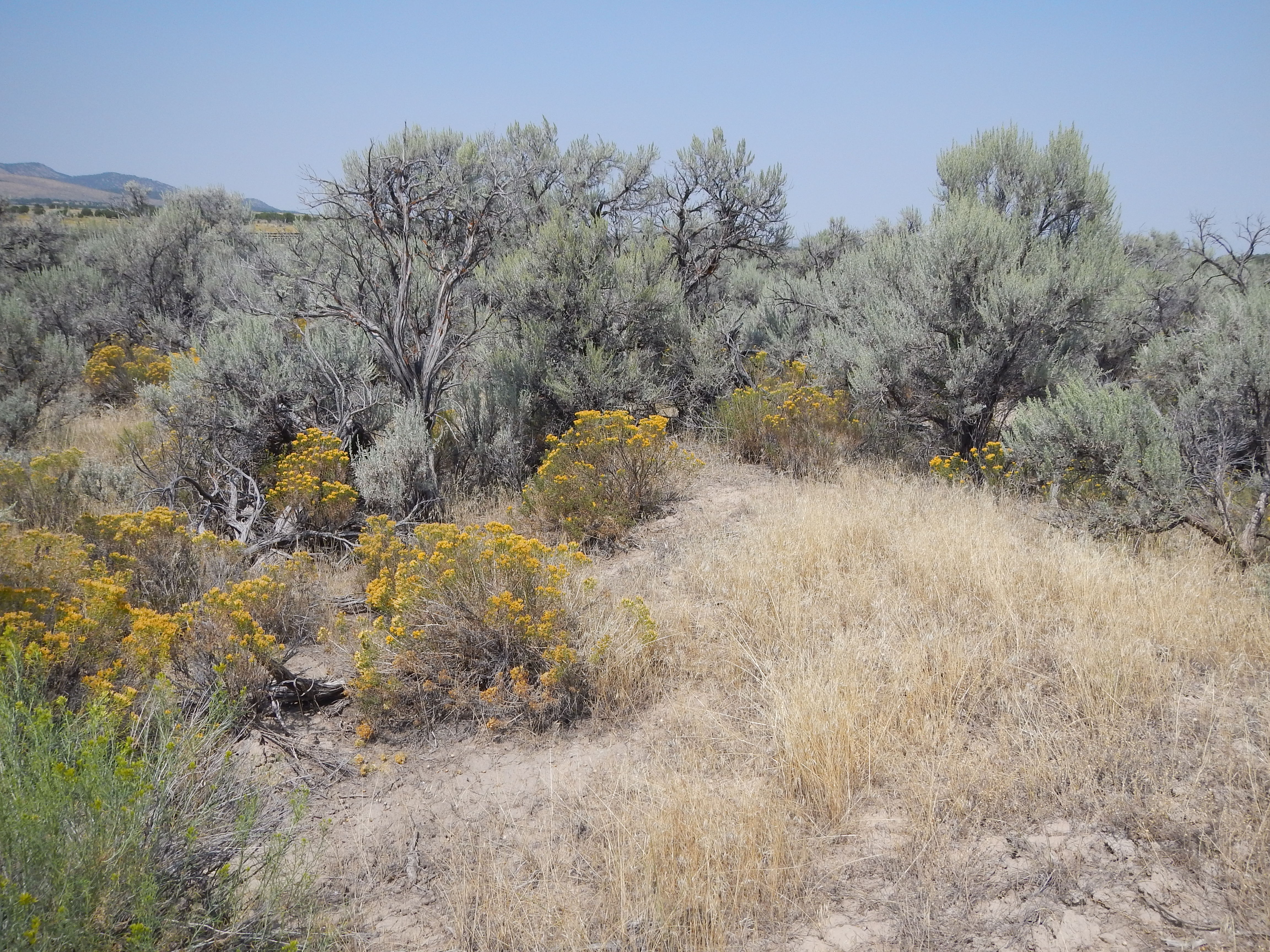Basin big sagebrush steppe landscape in Utah showing grey-green shrubs across open flat terrain