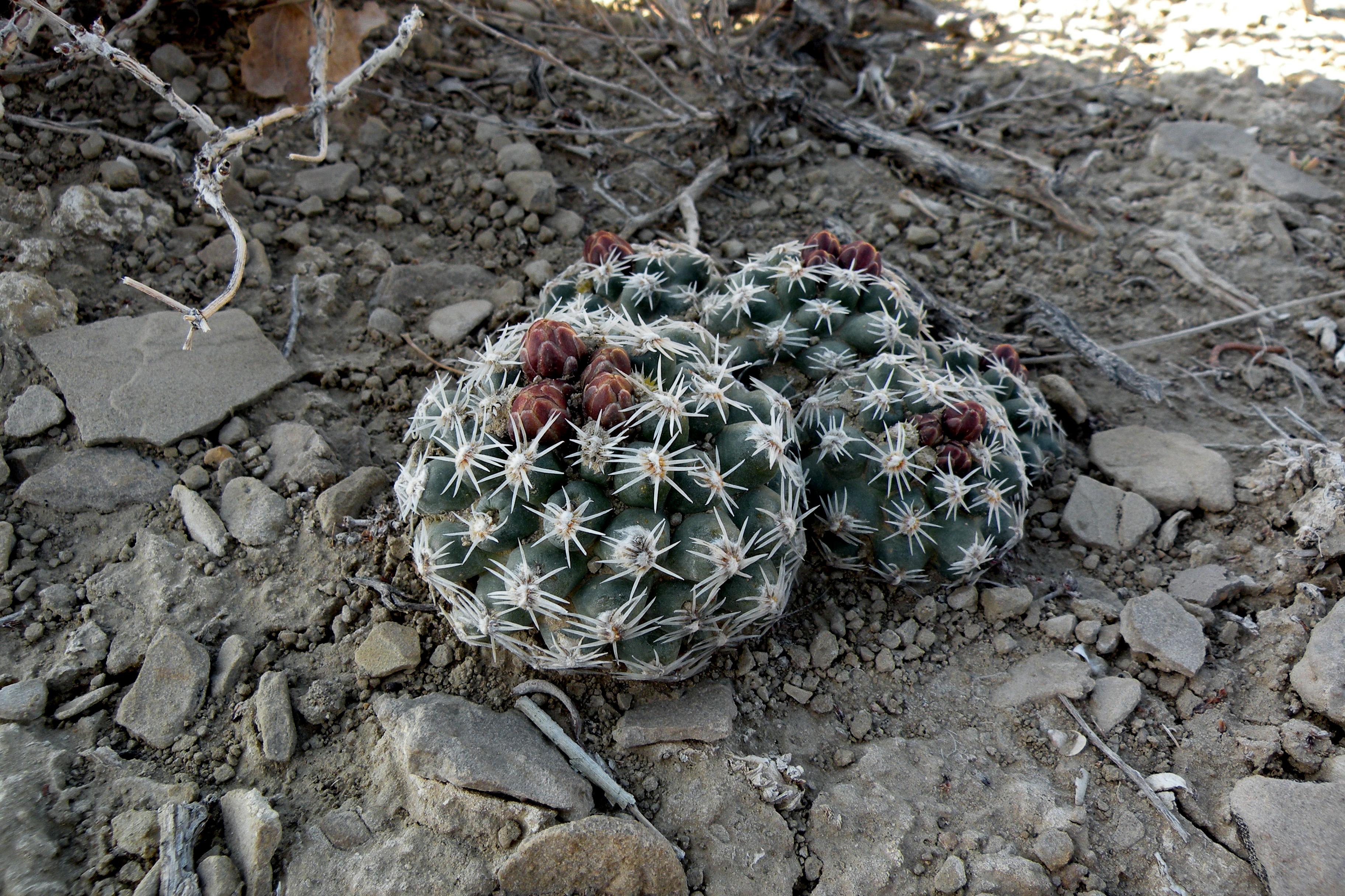 San Rafael cactus (Pediocactus despainii), a small spiny cactus growing among rocks in desert terrain in Emery and Wayne counties, Utah