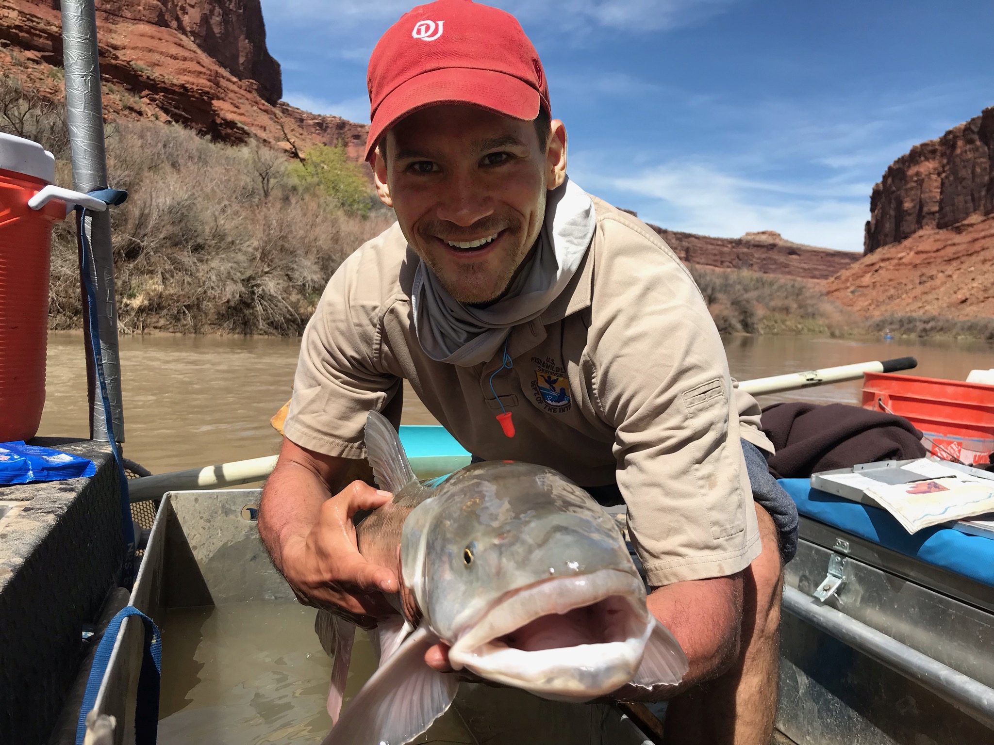 A USFWS biologist holds a Colorado pikeminnow during a fish survey on the Colorado River