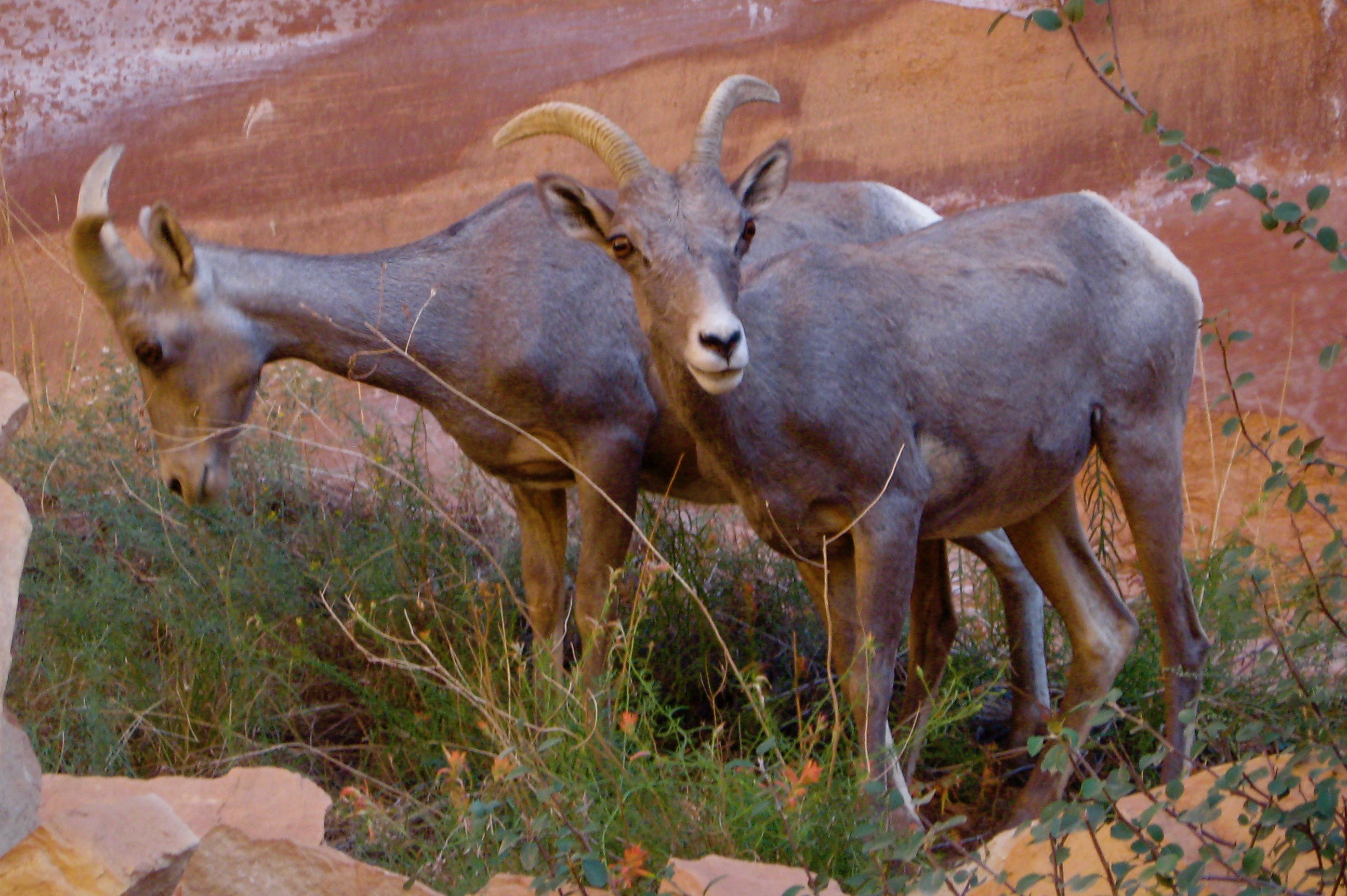 A desert bighorn sheep on a sheer sandstone cliff face in Capitol Reef National Park