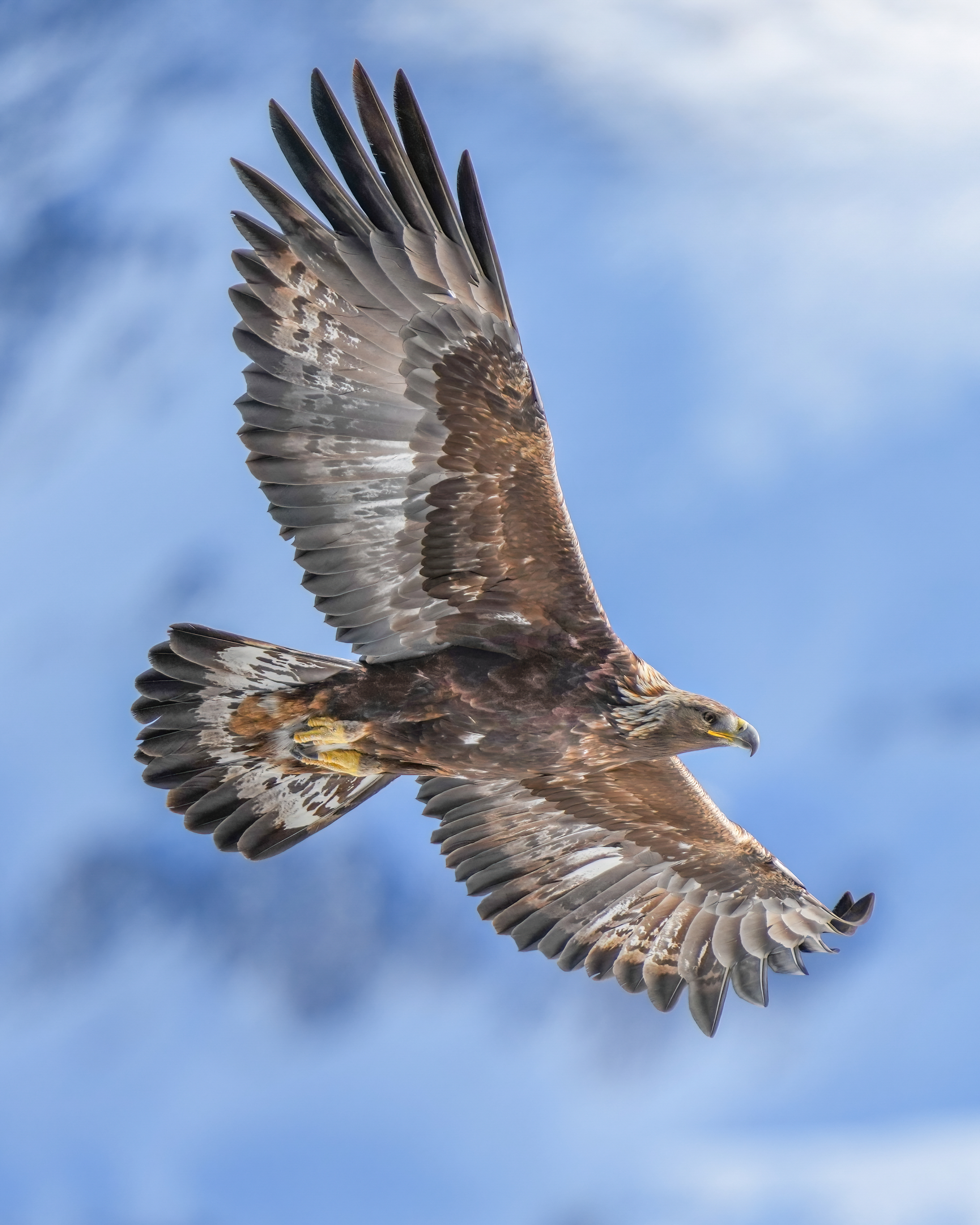A wild golden eagle in soaring flight