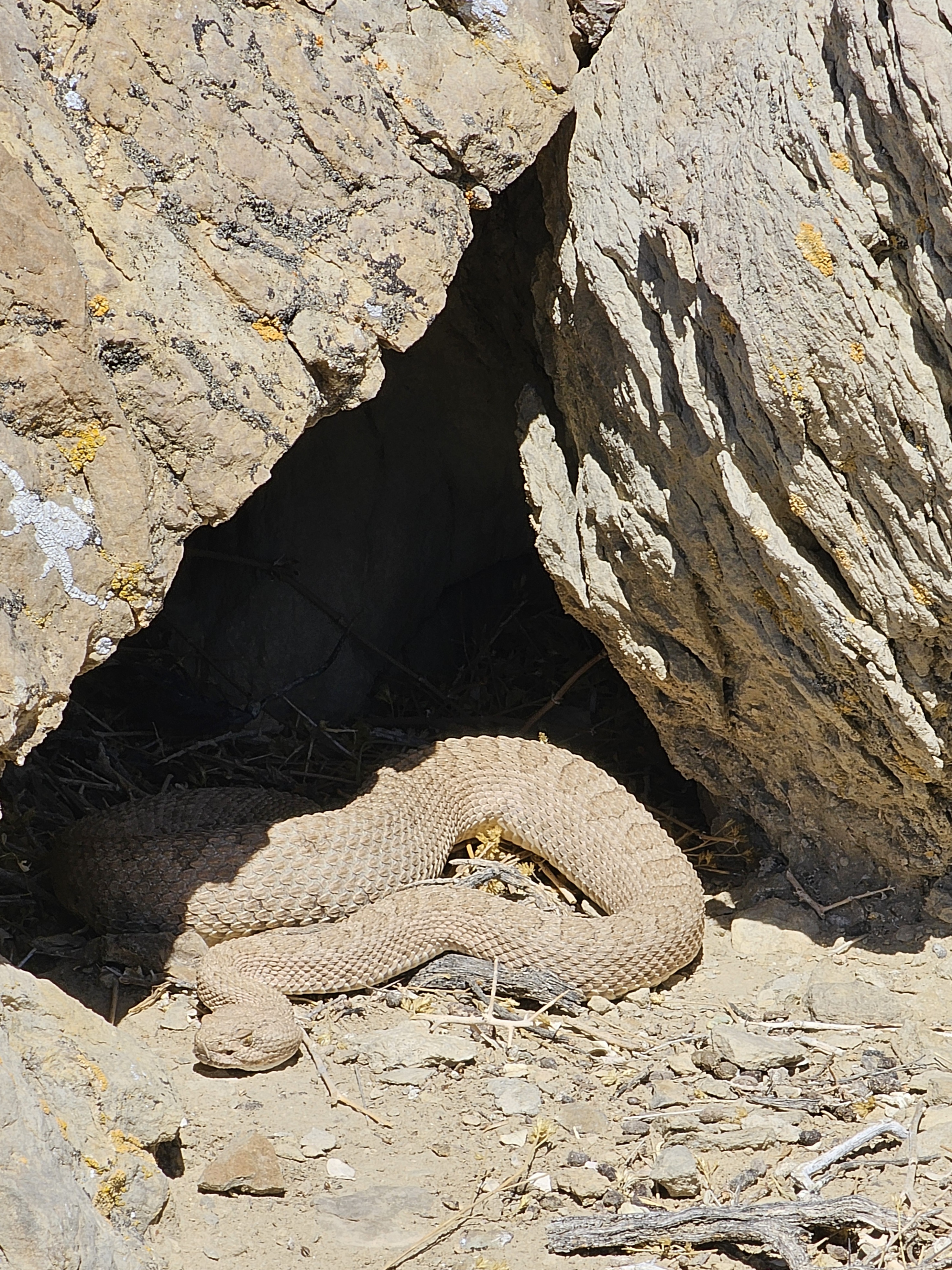 A midget faded rattlesnake sunbathing on rock in Utah