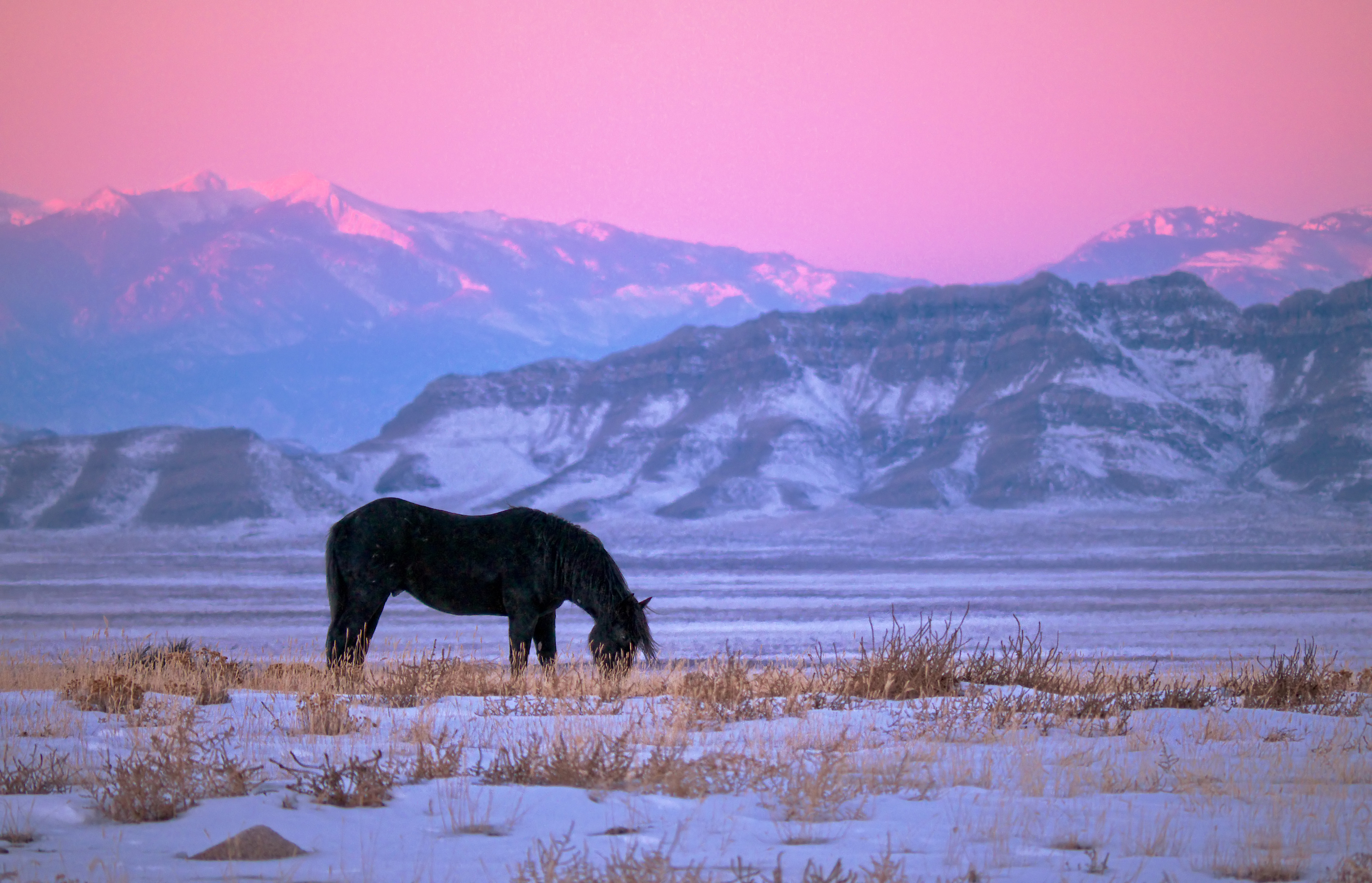 A wild horse in the Utah West Desert