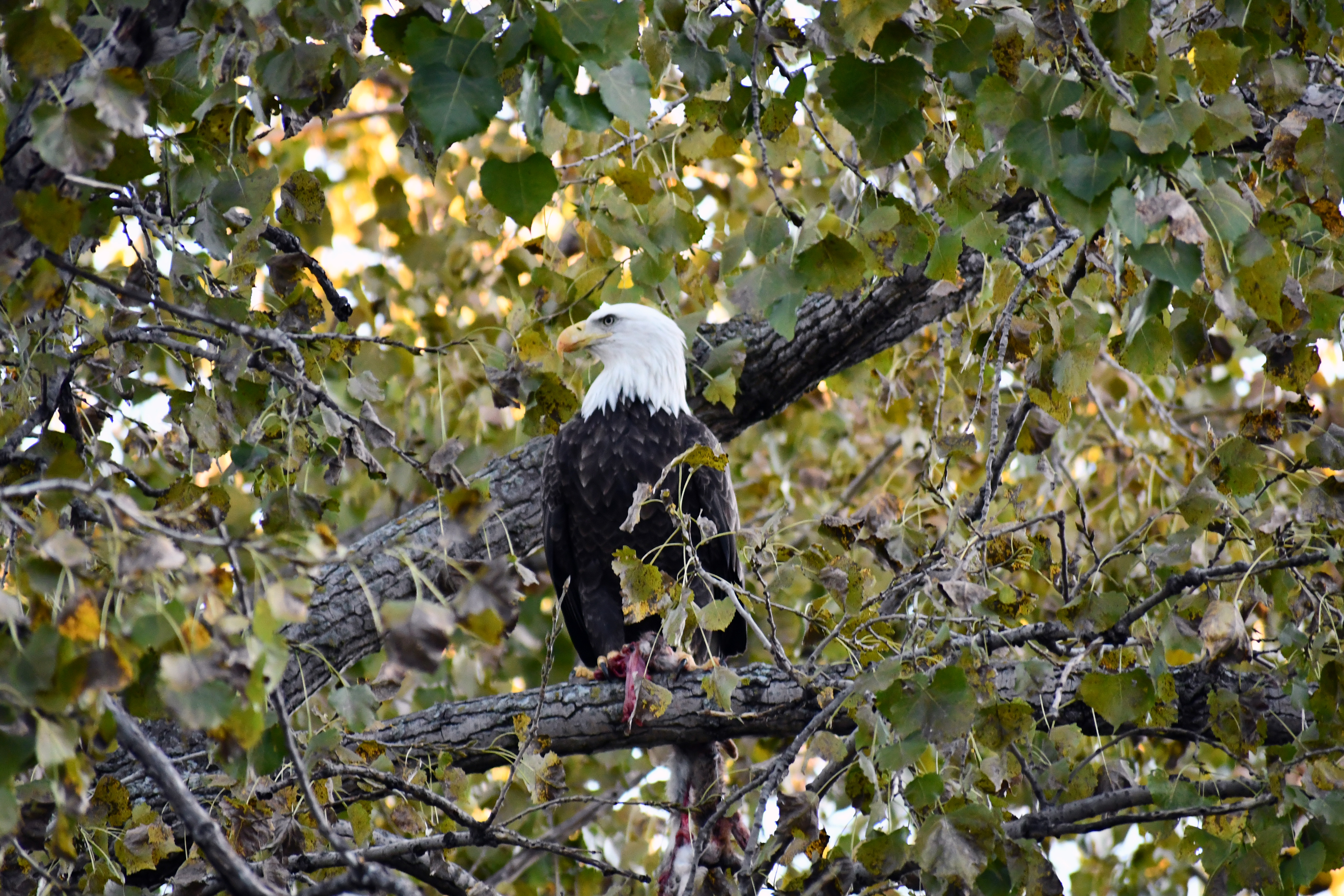 Adult bald eagle perched in a cottonwood tree