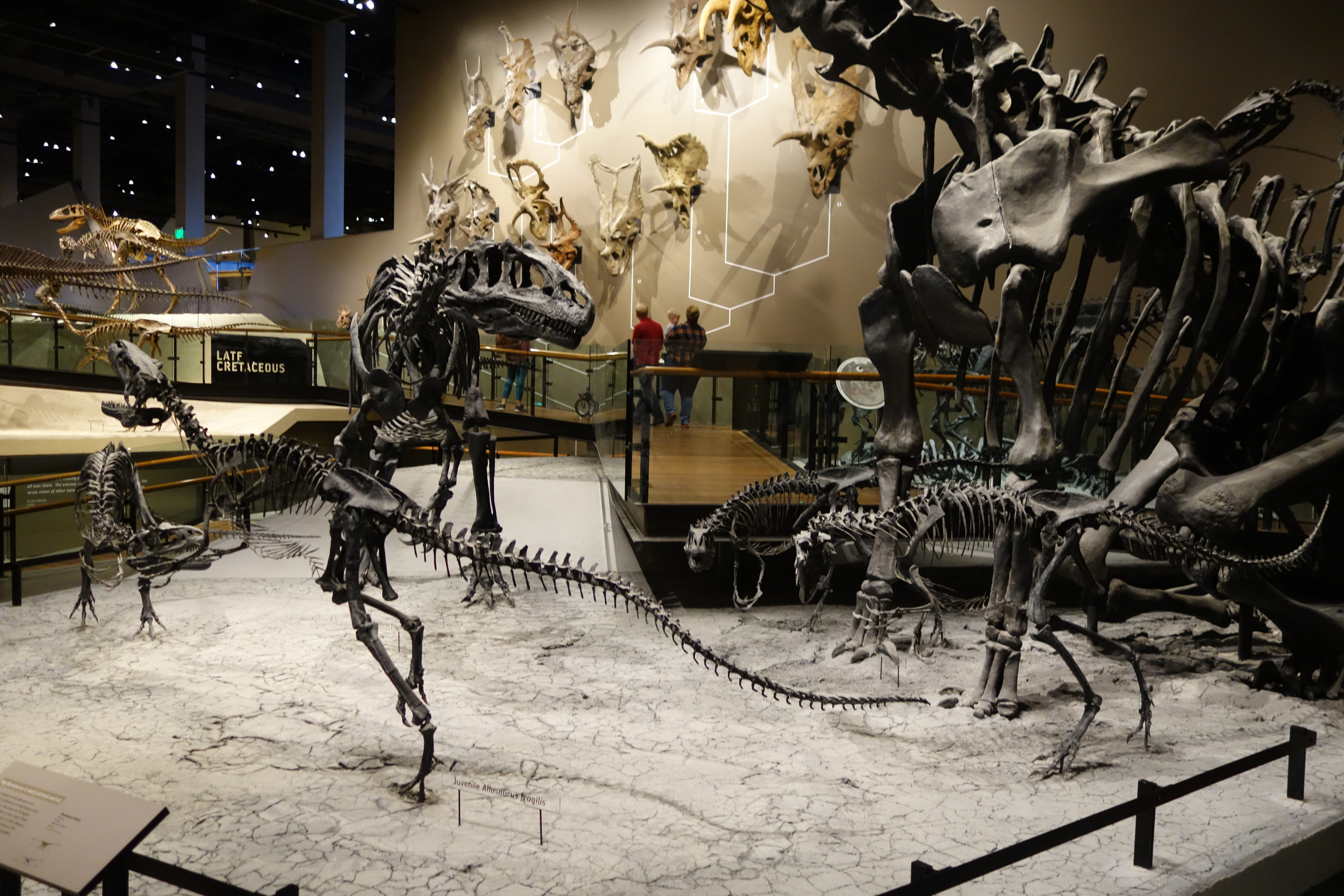 Allosaurus skeletal casts depicting the Cleveland-Lloyd Quarry bone bed at the Natural History Museum of Utah