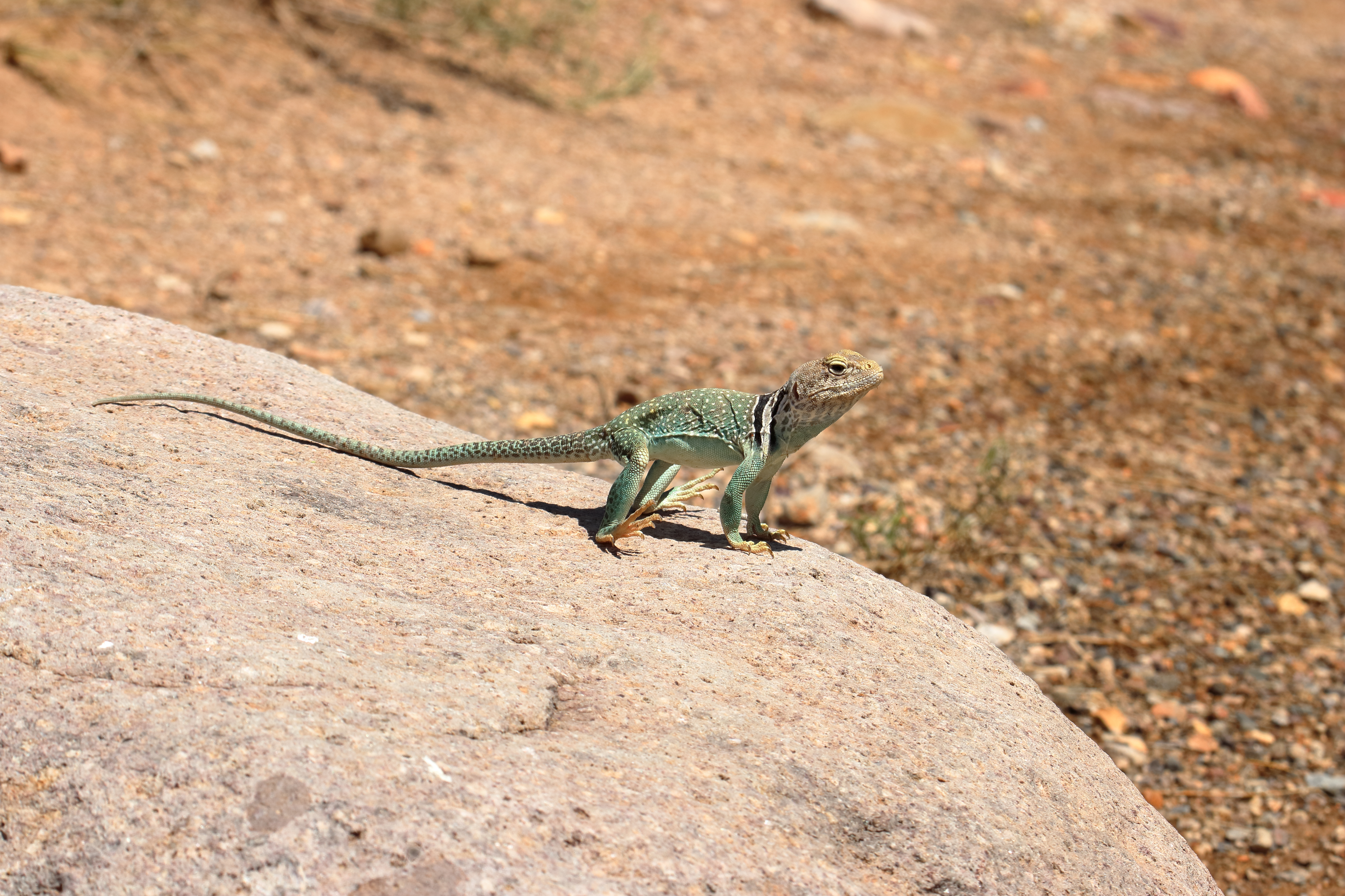 Eastern Collared Lizard male with emerald-green coloring and black neck collar