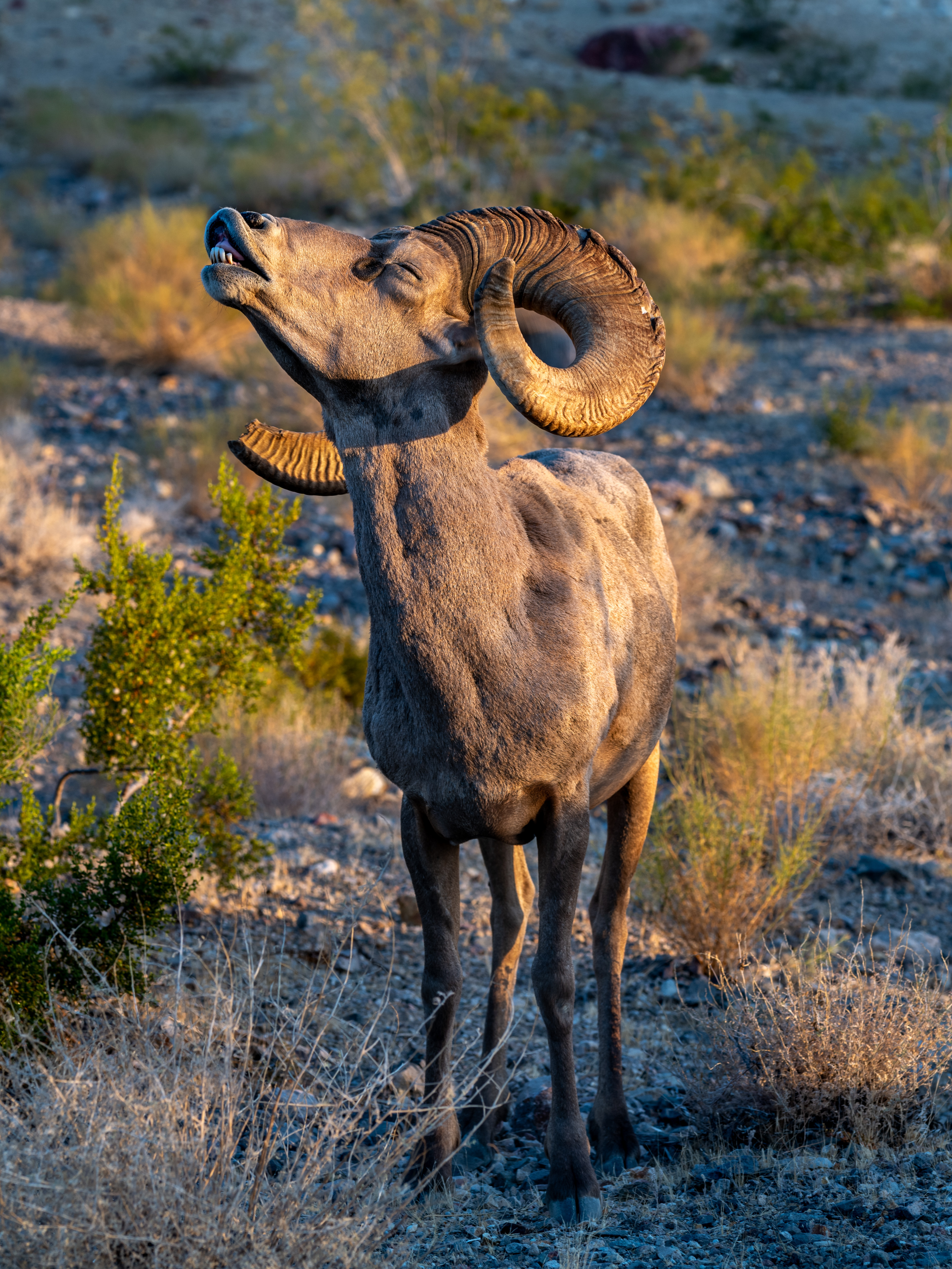 Desert bighorn ram with chin raised, displaying characteristic posture