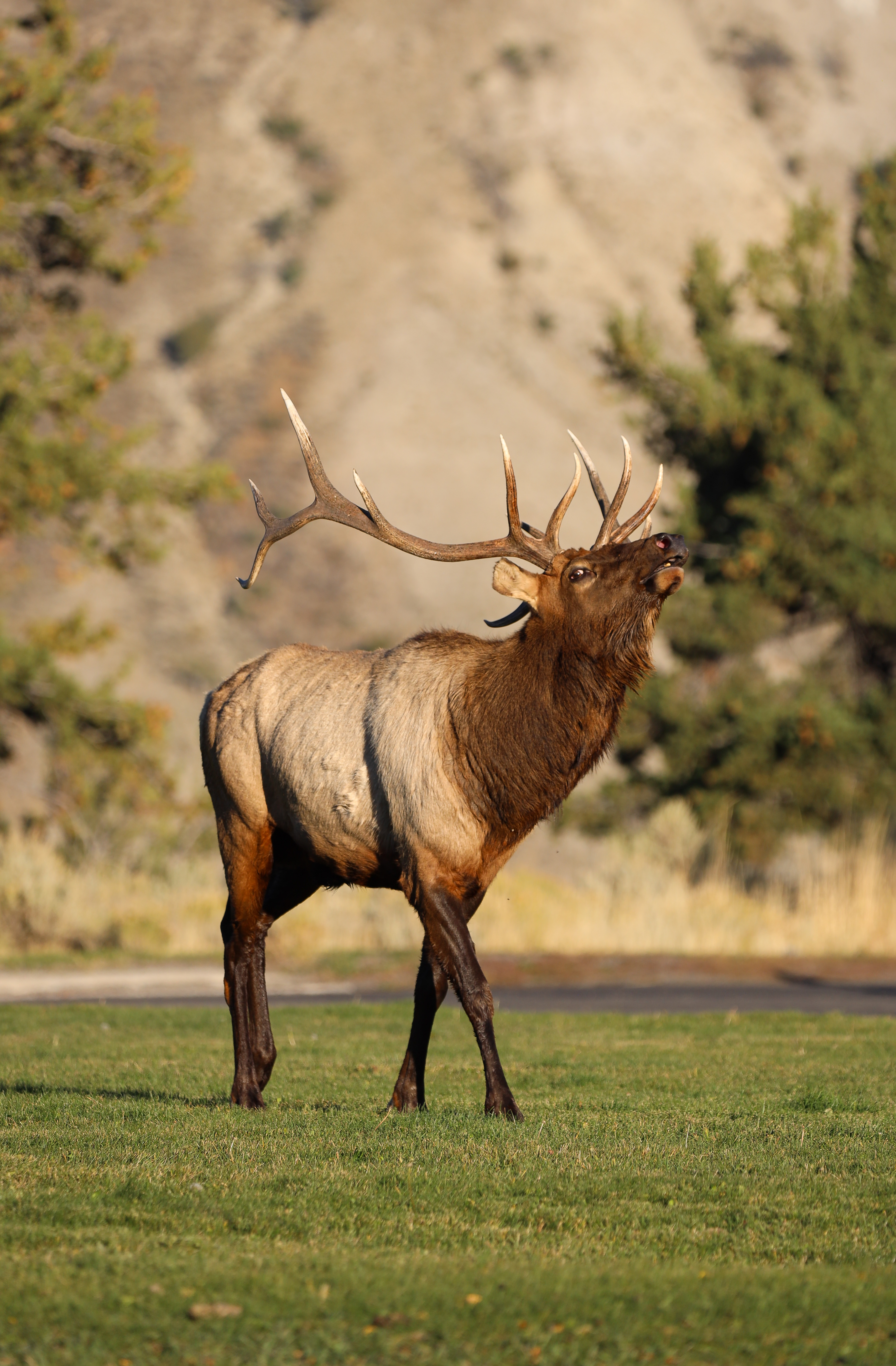 Bull elk bugling with head raised during the fall rut at Yellowstone