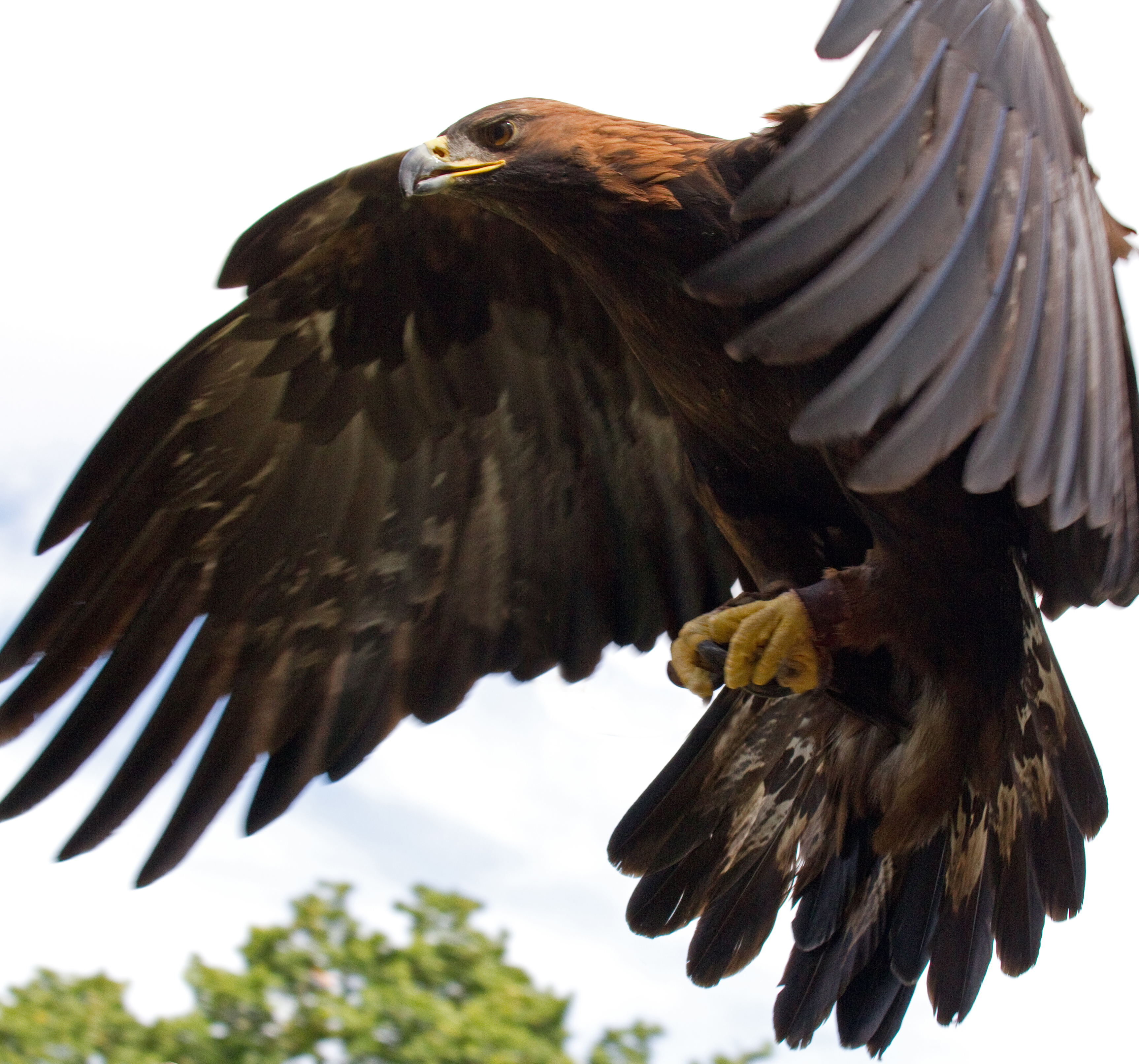 Adult golden eagle in powered flight with wings spread