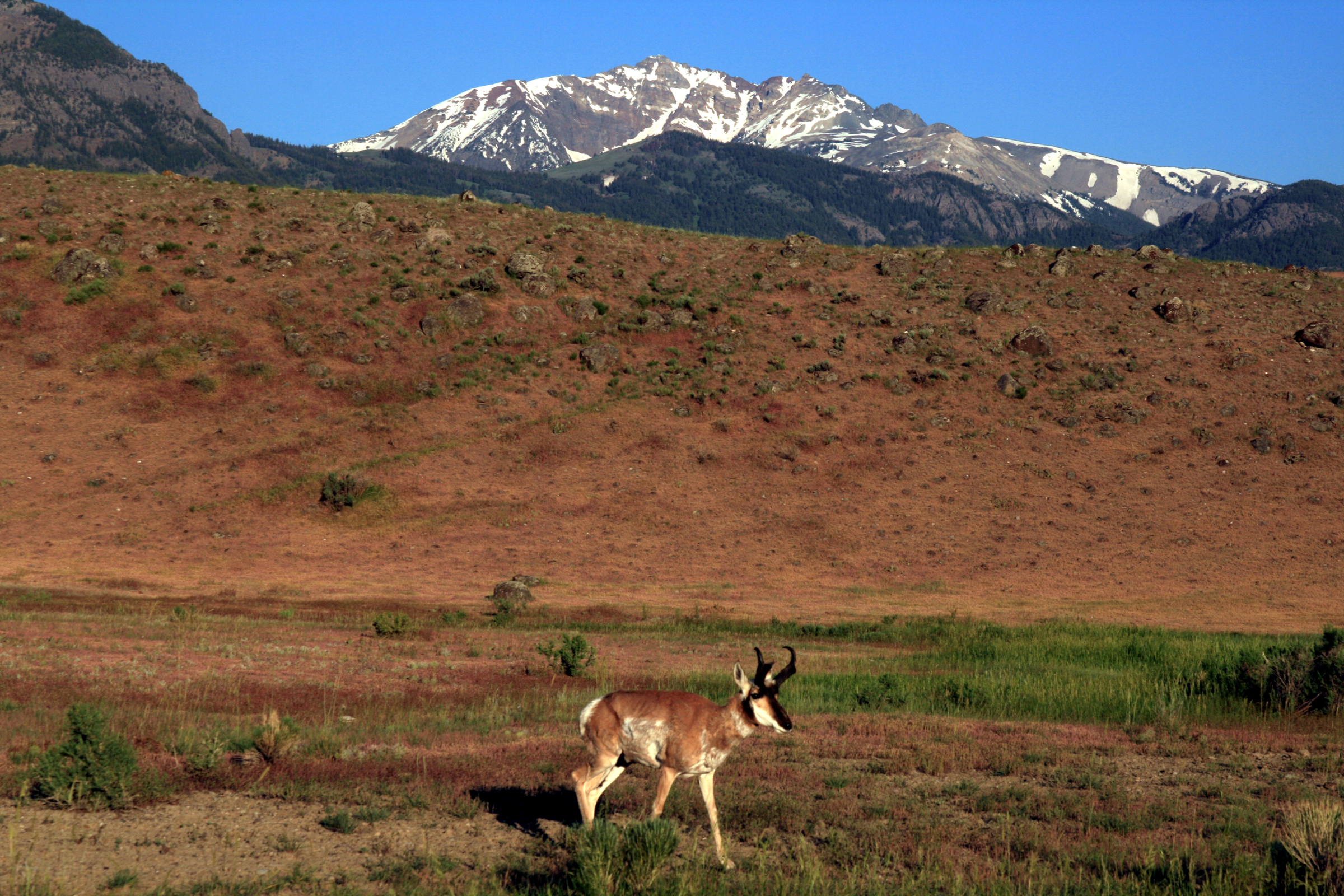 Pronghorn buck with full horns in open grassland